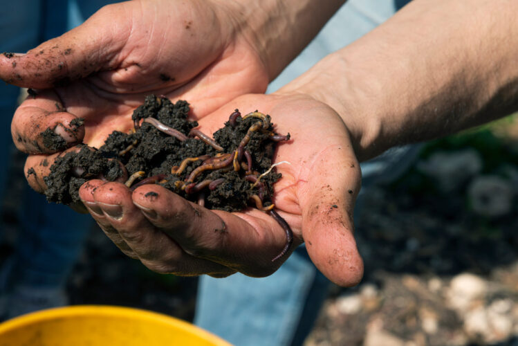 How to Vermicompost